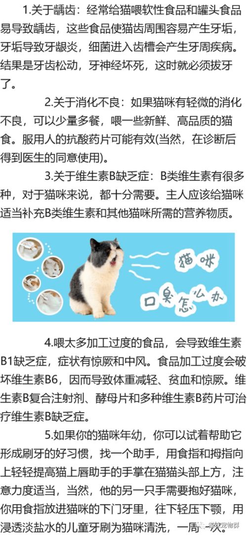 猫咪口臭怎么办