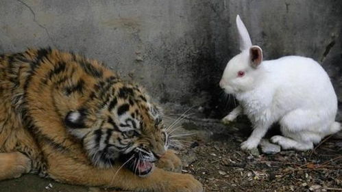 饲养员把活兔子扔进老虎洞,第二天看见的画面让人不愿相信