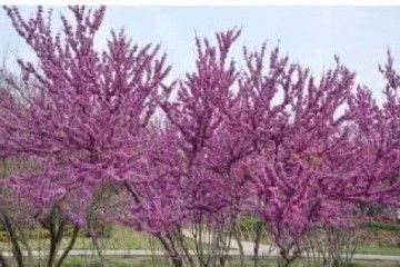 广东紫荆小苗种植基地,紫荆小苗出售多少钱