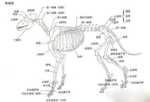 狗的骨骼结构图及名称 搜狗图片搜索