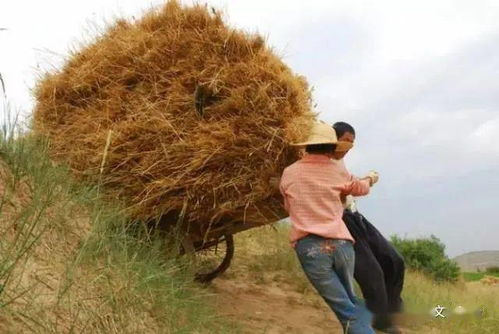 晚上睡觉做梦收麦子(晚上做梦收麦子什么预兆)(晚上睡觉做梦特别多是什么原因引起的)