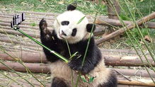 世界上最 不平等 条约 中国大熊猫租借条约