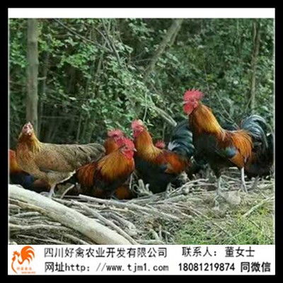 鸡泽县黑瑶土鸡苗批发 香鸡