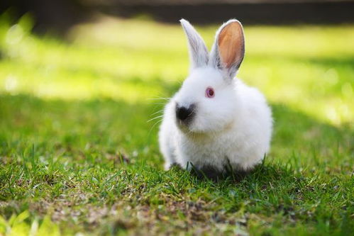 养兔技术 杜绝家兔饲养中饲料配制和饲喂不合理造成的浪费