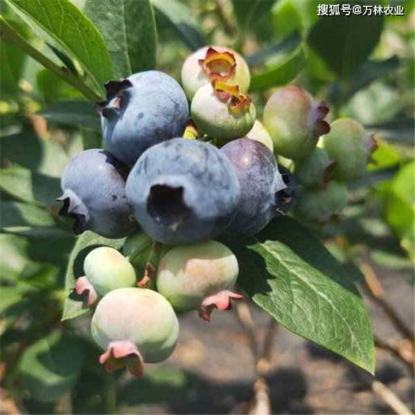 基地培育2 3年的奥尼尔蓝莓树苗品种苗木质量如何,怎么辨别