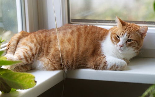 为什么猫喜欢趴窗看外面,但不愿意出门玩呢