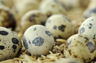 鸽子蛋和鹌鹑蛋的区别,鹌鹑蛋跟鸽子蛋有啥区别