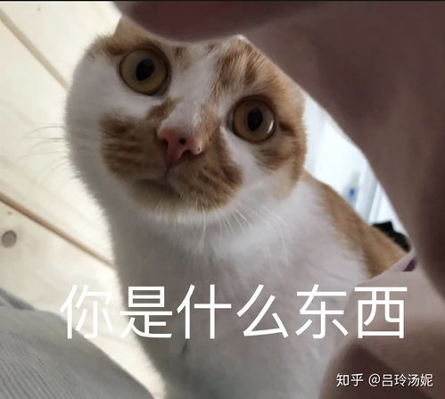 沙雕橘猫竖中指头像 搜狗图片搜索