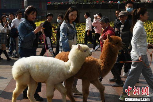 宠物羊驼闹市逛街引来路人围观