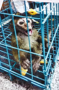 男子宠物猴被 偷 走报警因非法收购野生动物获刑 