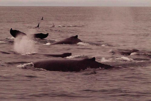 虎鲸光临菲律宾薄荷了 因为疫情又和它失之交臂了