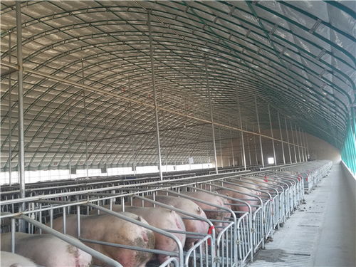 大棚猪舍养猪有什么优缺点，综合考虑用大棚养猪合适吗
