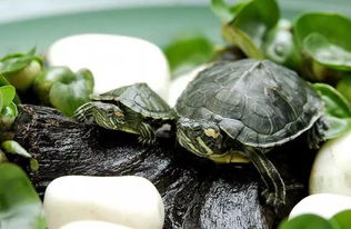 养巴西龟应该在什么环境，放多少水？