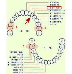 14岁女孩的大拇指为何变成这样