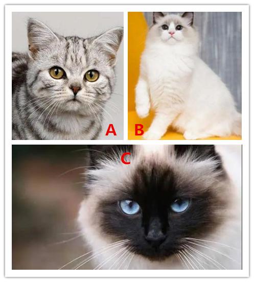 三只宠物猫,哪一只最高贵 测你的择偶标准高还是低