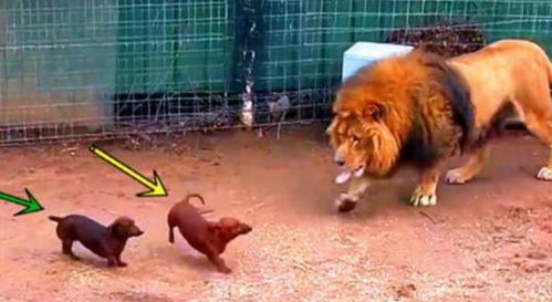 活体投喂 将两只狗狗扔进狮子园,狮子的反应,让人意想不到