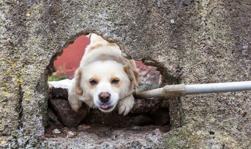 墙缝中的流浪狗,好心人以为它被卡住,想不到它竟是自愿的