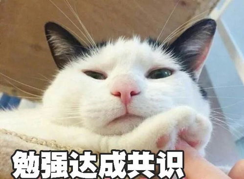 中国版给猫咪取名热度排行榜