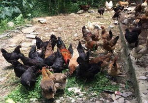 目前农村养鸡有哪几种模式 土鸡养殖前景如何 怎样提高销路