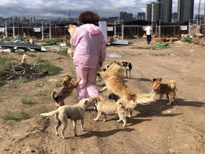 爱心人士捐助,300多只流浪狗在白银城郊 安家