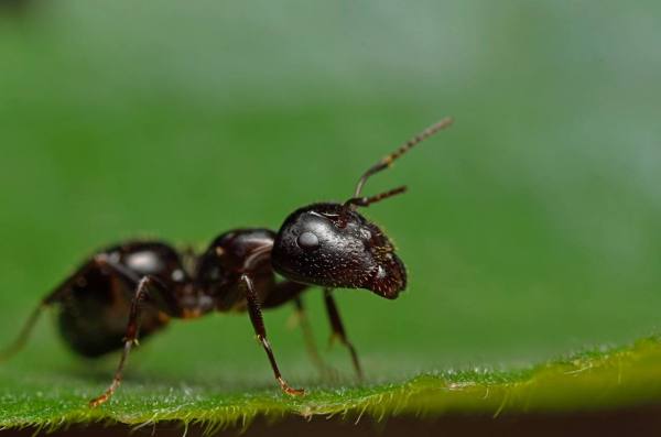 蚂蚁是怎么生出来的 
