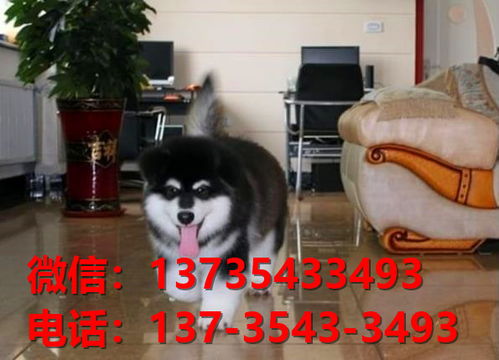 广安犬舍出售纯种阿拉斯加犬 宠物狗市场在哪 网上卖狗买狗信息领养