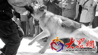 济南大型犬9月5日到大限 逾期不处理将受处罚 