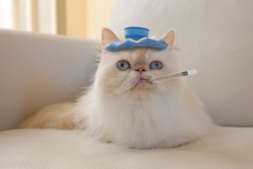 转移因子治疗猫鼻支 