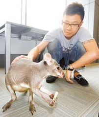 台湾青年养袋鼠正热 超宅宠物蹦蹦跳 