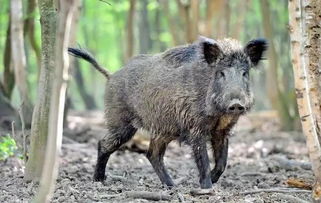 能不能把野猪从国家二级保护动物中剔除，农民太讨厌它了(野猪是几级保护动物可以杀吗)