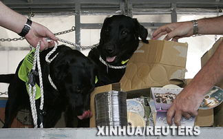 马来西亚盗版商悬赏 刺杀 警犬