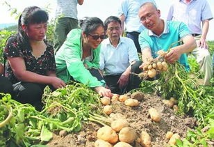北京土豆几月份种植合适
