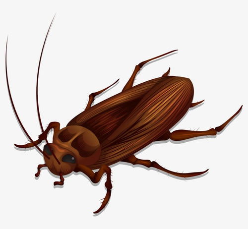 苏州灭蟑螂公司告诉我们如何在有暖气的冬天消灭蟑螂