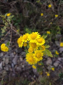 这种小黄花叫什么,日光菊吗 