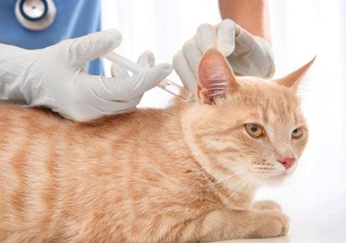 领养的成年猫,需要打什么疫苗 