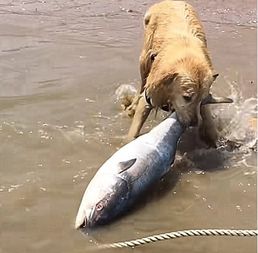 狗狗去海边玩,一头扎进水里后,看到咬出来的大鱼,主人佩服