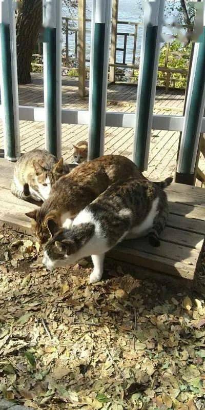 实拍长春公园里的流浪猫 每个都腰大膀圆吃成大肥猫
