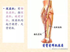 人体上肢和下肢的黄金分割的比例是多少?