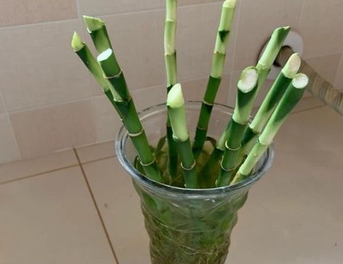 室内养富贵竹,3种 水 喷一喷,根系长得多,叶片绿油油 柳树枝 