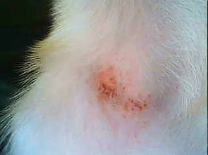 狗狗脖子的脱毛起红疹不知道什么病怎么治疗 
