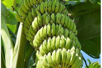 香蕉怎么催熟最快三大简单催熟香蕉方法,批发市场的香蕉是怎样催熟的