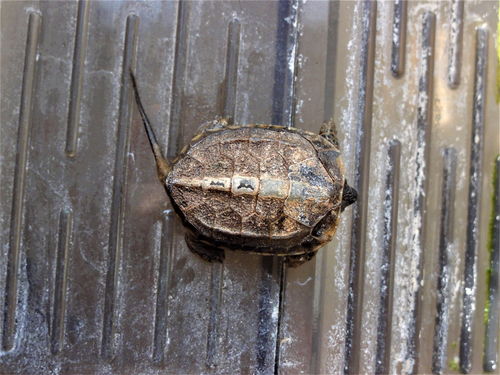草龟龟苗腐甲 