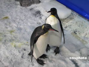 中国首次引进南极王企鹅情侣落户杭城 
