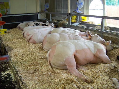 科学培育 肌肉猪 ,这种转基因猪全身长满肌肉,谁敢吃吗
