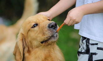 东营训狗的地方在哪 东营训犬师告诉你如何养狗 