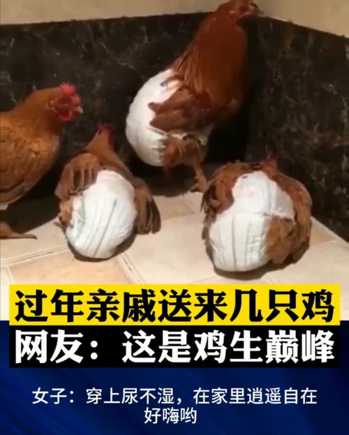 过年亲戚送了几只鸡,湖南女子怕鸡拉屎,给它们穿上了尿不湿