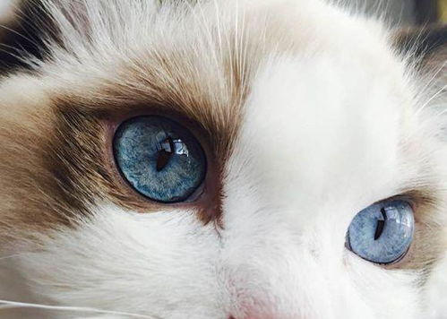 猫星人布偶猫 布偶猫海洋一般的眼睛