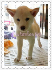 柴犬币历史最高价格,shiba inu 最新价格