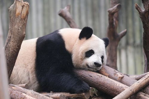 成都大熊猫繁育研究基地 大熊猫睡姿可爱