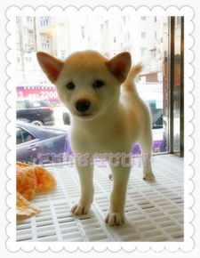 柴犬币历史最高价格,shiba inu 最新价格